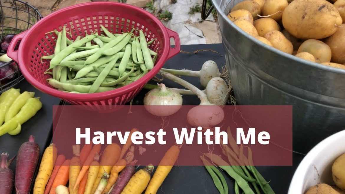 Backyard Garden Harvest@Gardenhauling🥕🌶🥔🧅