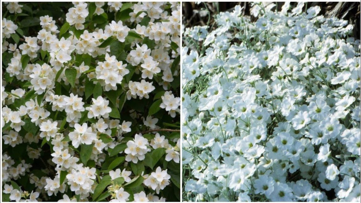 Stylish and Beautiful White Garden design and ideas