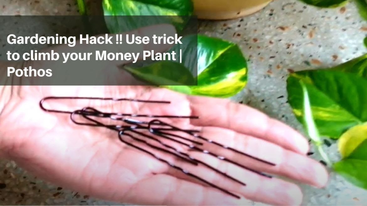 Gardening Hack !! Use trick to climb your Money Plant | Pothos #video #trending #viral #shortsvideo