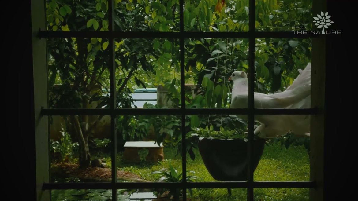 Pigeon | garden ideas | landscaping | Nature videos | garden design | from the nature.