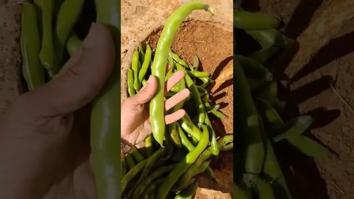 Reason Why You Have To Own An Edible Garden Reason Why You Have To Own An Edible Garden