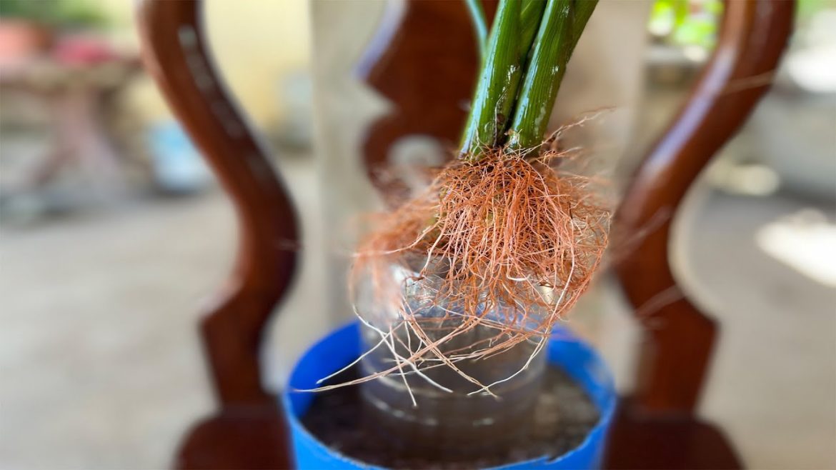 Propagation lucky Bamboo In sandGarden Tips.