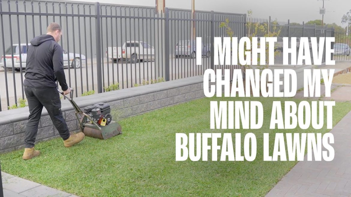 I might have changed my mind about Buffalo lawns I might have changed my mind about Buffalo lawns