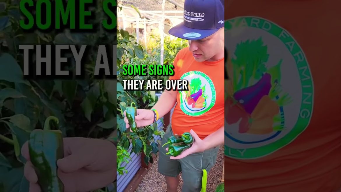 Don’t let your peppers do this!  🚫 #fallvegetablesgardening #autumngarden