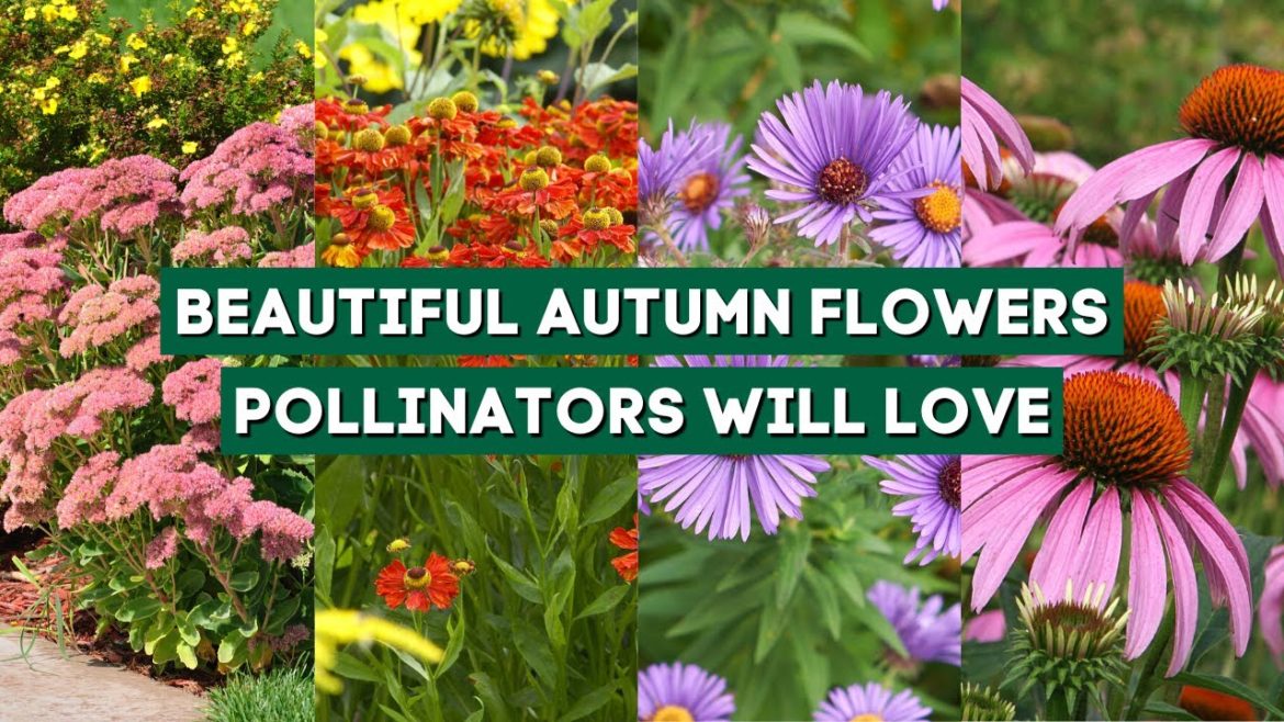 7 Beautiful Autumn Flowers Pollinators Will Love 🌼🌸🌻