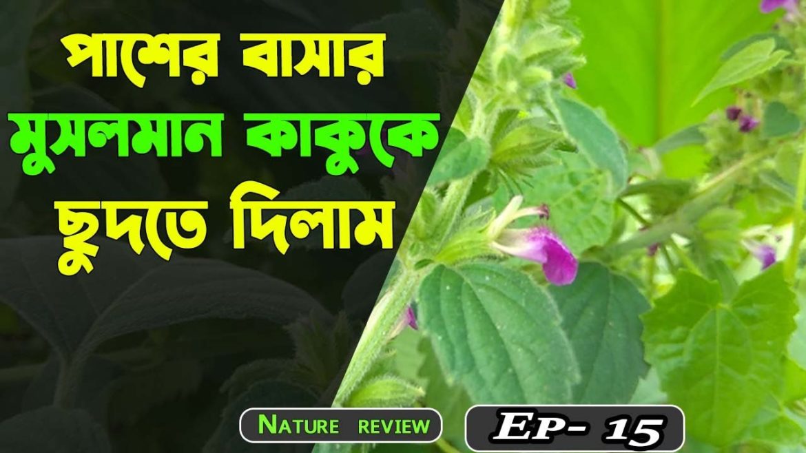 Natural vlog || Flower & fruit review || Hemp-nettle || Orangeberry || Ep- 15 || Boudi Studio