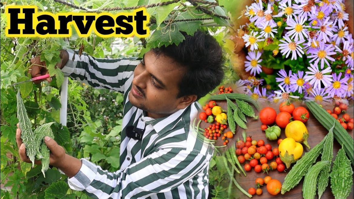 తోట చూసుకుంటూ చేసిన హర్వెస్ట్ gardening tips #terracegarden #organic #harvest