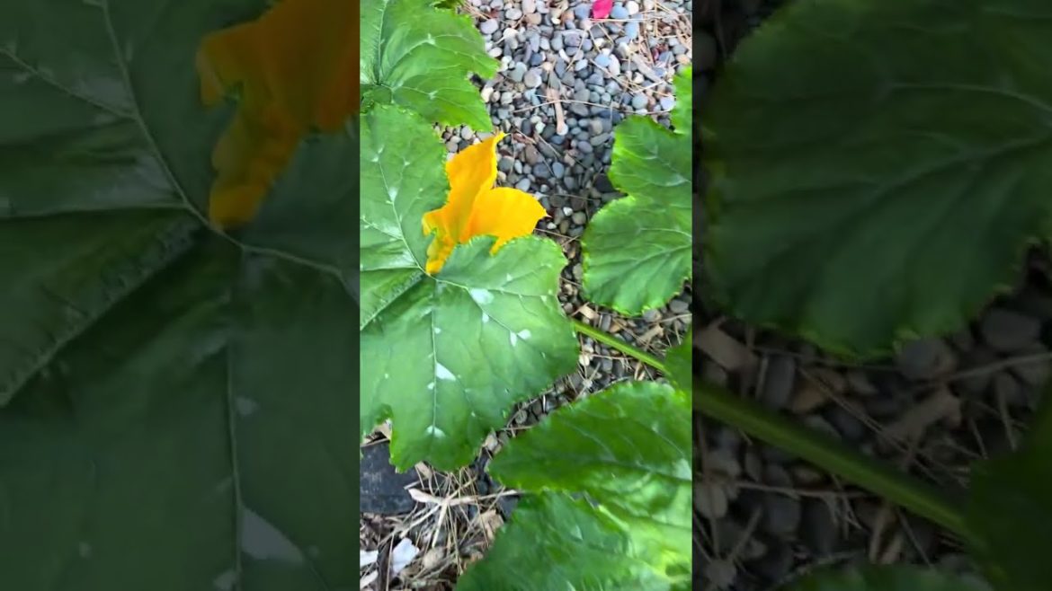 vegetable gardening at home