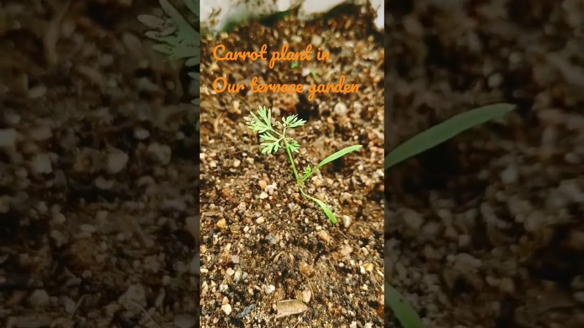 carrot plant || carrot in home garden || terrace garden || gardening || Maadi thottam || shorts