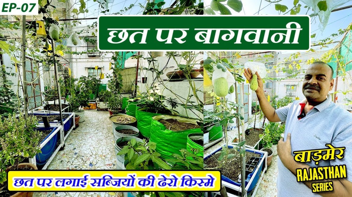 छत पर लगाई सब्जियों की ढेरो किस्मे | Vegetable Gardening at Home | Rajasthan Barmer Terrace Garden छत पर लगाई सब्जियों की ढेरो किस्मे | Vegetable Gardening at Home | Rajasthan Barmer Terrace Garden