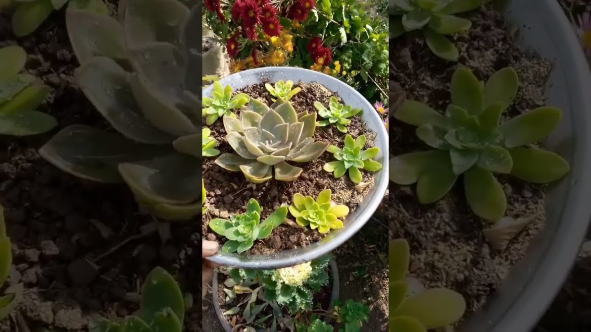 succulant ideas #gardeningideas succulant ideas #gardeningideas