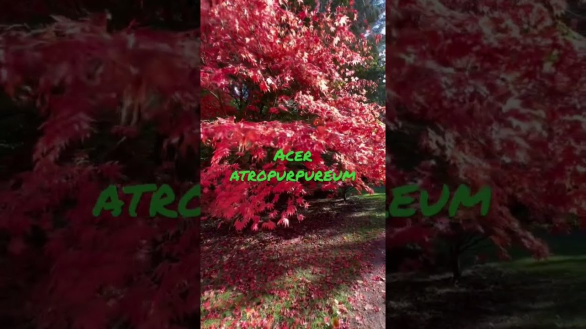 Japanese maple trees, how to select, water, feed and protect them from sun / wind!