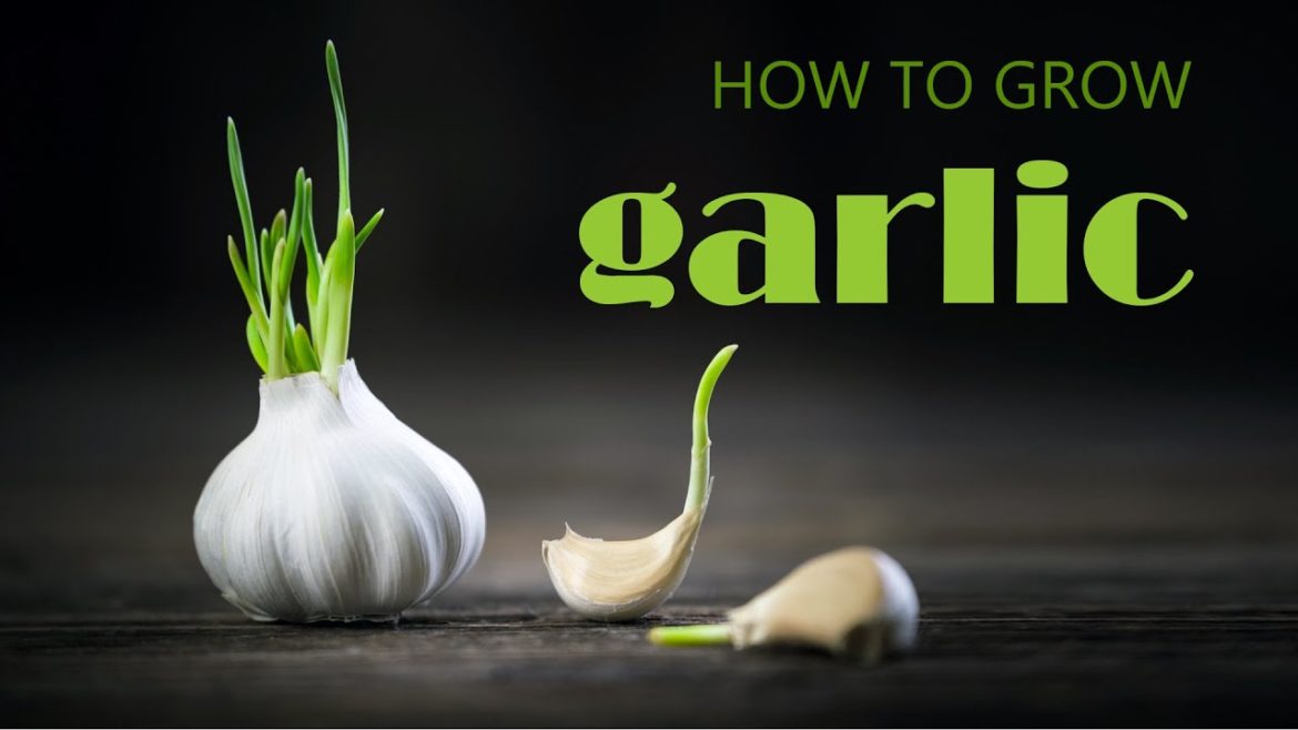 π Garlic propagation fast and easy – How to grow garlic at home | 1 week results dyi gardening π Garlic propagation fast and easy - How to grow garlic at home | 1 week results dyi gardening