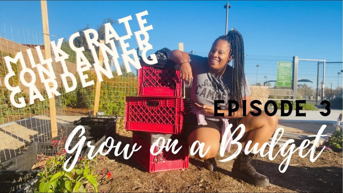 MILK CRATE CONTAINER GARDEN SMALL SPACE GARDEN ALTERNATIVE, CALIFORNIA COMMUNITY GARDEN ORGANIC SOIL