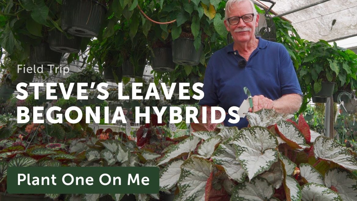 Steve's Leaves FAMOUS BEGONIA HYBRIDS Tour — Ep. 293