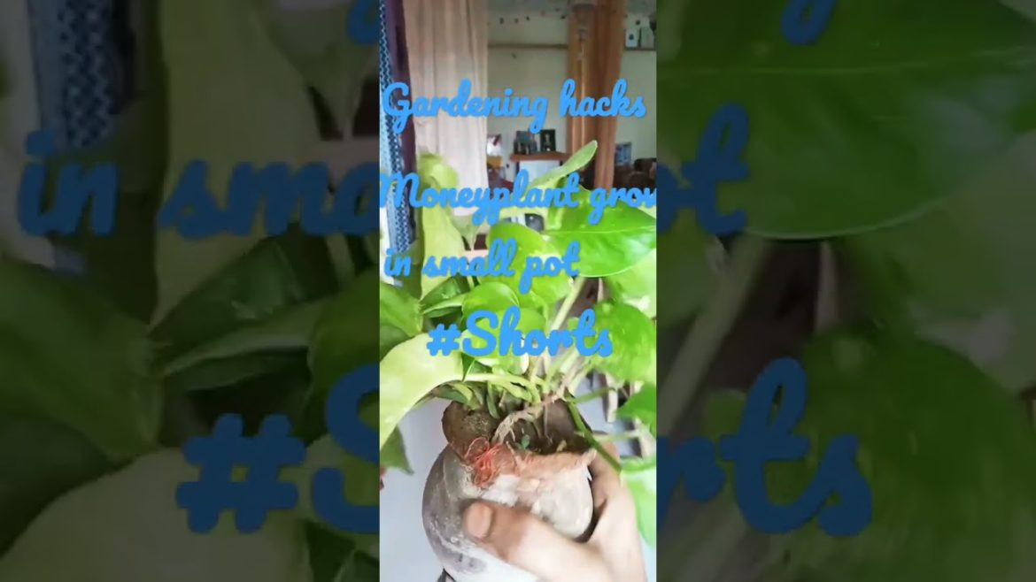 gardening hacks|gardening tips|gardening is my passion|gardening ideas for home|gardening|moneyplant gardening hacks|gardening tips|gardening is my passion|gardening ideas for home|gardening|moneyplant