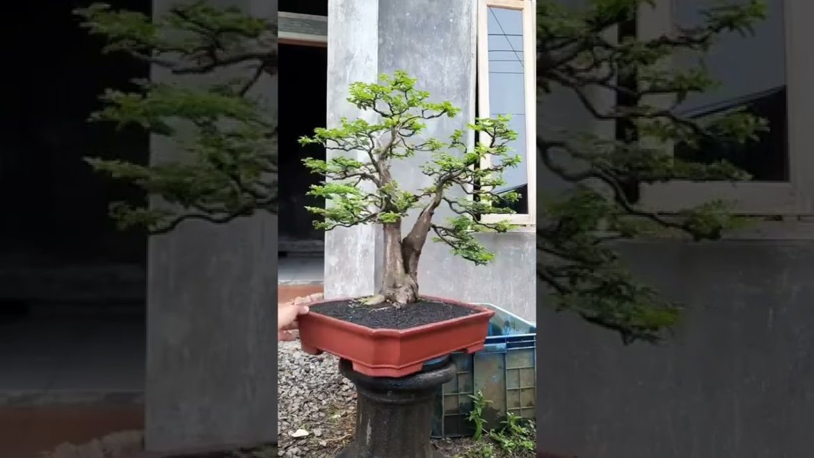 Love bonsai