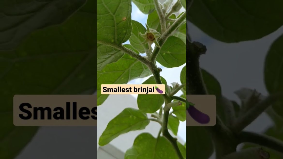 brinjal plant || pollination || terrace garden || gardening || Maadi thottam || vegetable garden