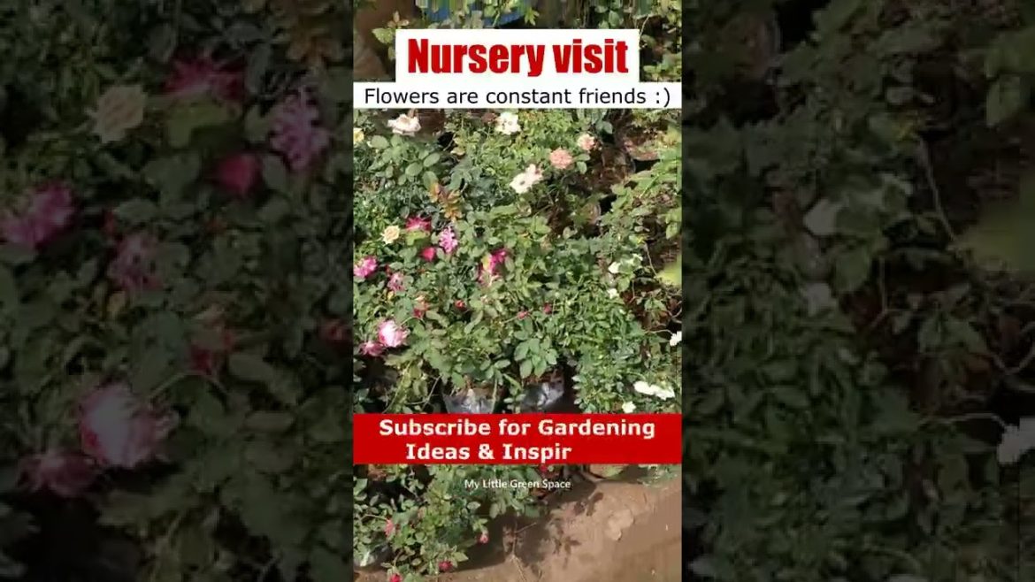 Nursery visit | #shorts