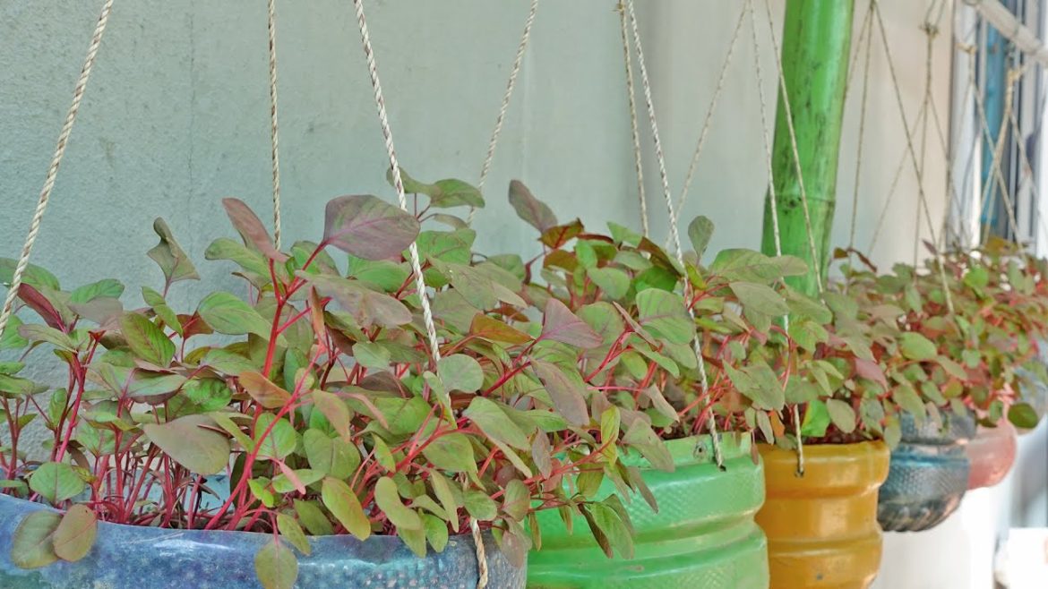 Make a unique hanging garden to grow green vegetables at home, saving space Make a unique hanging garden to grow green vegetables at home, saving space