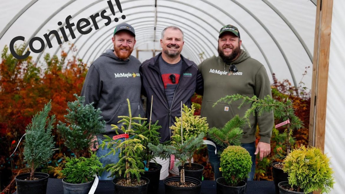 Crazy Fun Conifers with Mr. Maple Crazy Fun Conifers with Mr. Maple