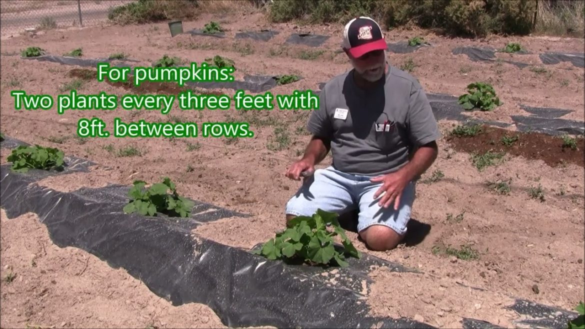 Thinning pumpkin plants and other cucurbits.