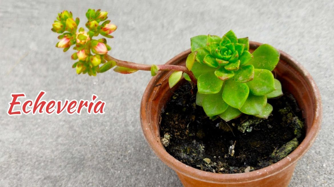 Succulent Plants you should buy this season 2022 #succulents #succulent #succulentcollection Succulent Plants you should buy this season 2022 #succulents #succulent #succulentcollection
