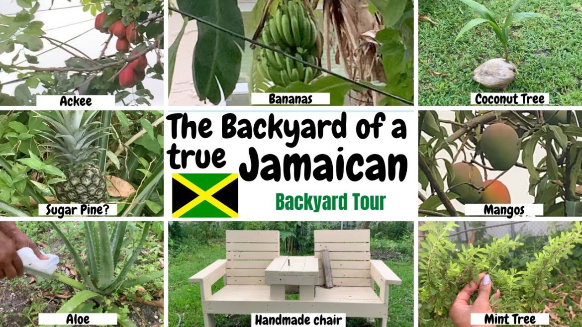 Jamaican Backyard Garden 🇯🇲  | 100% Organic Garden in my dads Backyard