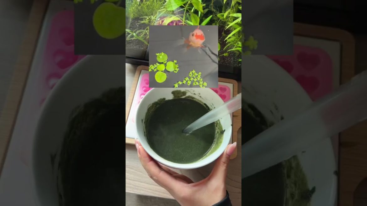 Why I Never Release my Fish into the Wild