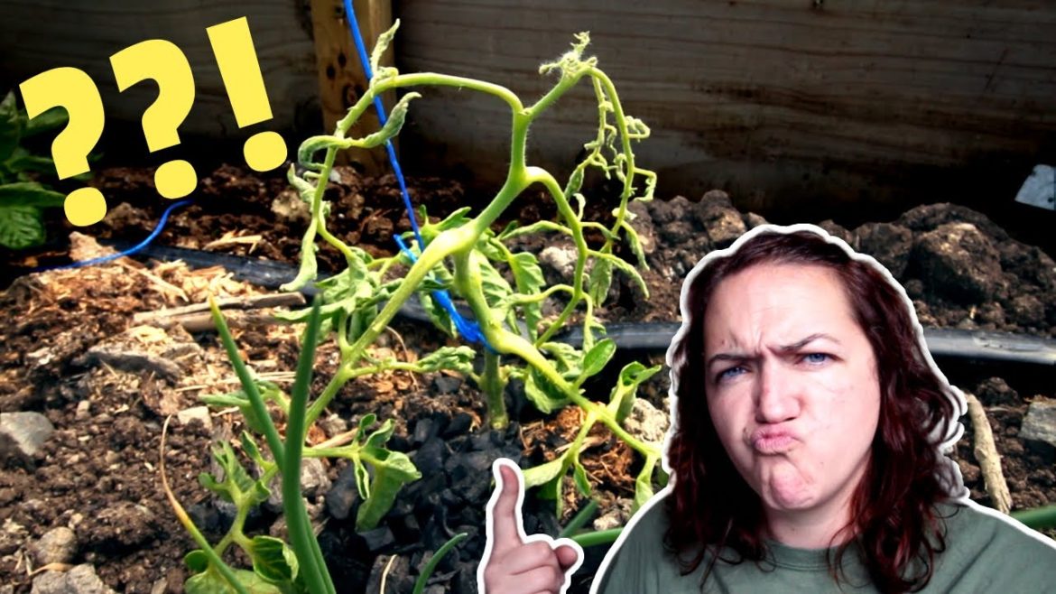 Something is VERY wrong with my tomato plants (how to fix it) Something is VERY wrong with my tomato plants (how to fix it)