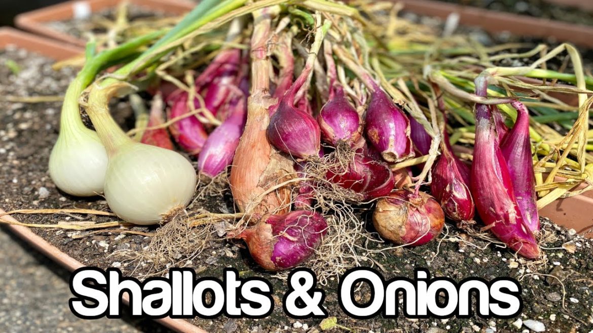 Zone 7 Container Gardening Zone 7 Container Gardening