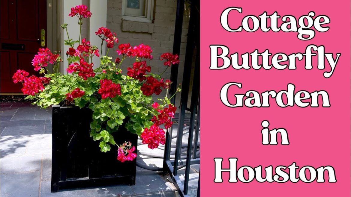 June 16, 2022 front yard Cottage Butterfly Garden Tour, Houston TX