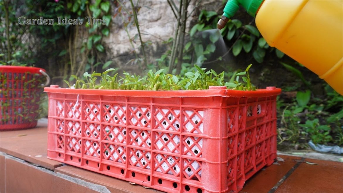 Technique separating sprouts morning glory grown in plastic boxes – Garden Ideas Tips Technique separating sprouts morning glory grown in plastic boxes - Garden Ideas Tips
