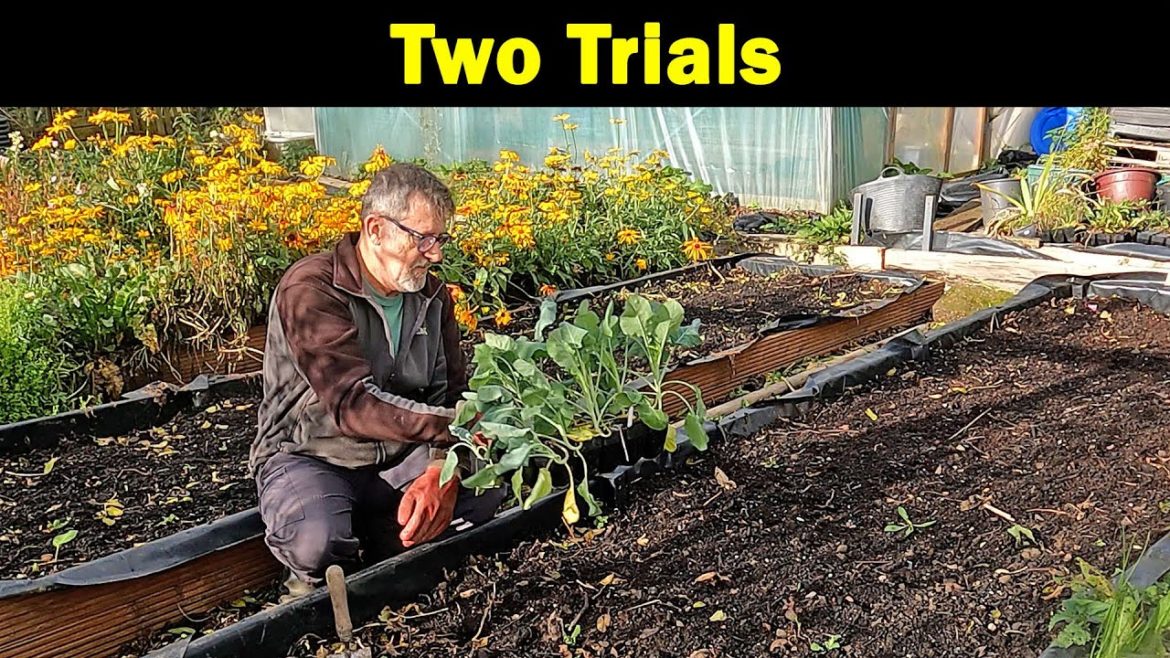 Two Trials | Broad Beans | Brassicas | Sunflower Bed | Green Side Up Two Trials | Broad Beans | Brassicas | Sunflower Bed | Green Side Up
