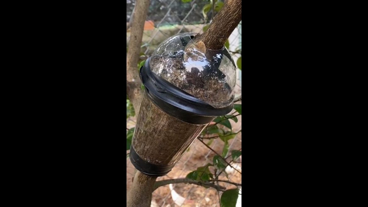 How to Air Layering Lemon Tree using Plastic Cup | Amazing Method #garden #trending #shorts How to Air Layering Lemon Tree using Plastic Cup | Amazing Method #garden #trending #shorts