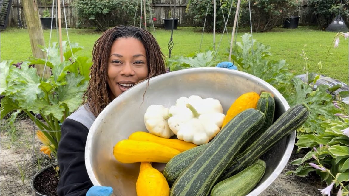 How I Trellis My Squash And Deal With Pest Plus Harvesting Container Garden, Small Space Gardening How I Trellis My Squash And Deal With Pest Plus Harvesting Container Garden, Small Space Gardening