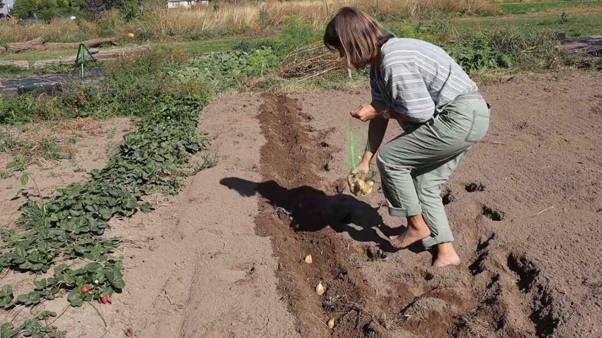 Getting Garlic in the Ground to Harvest Next Summer