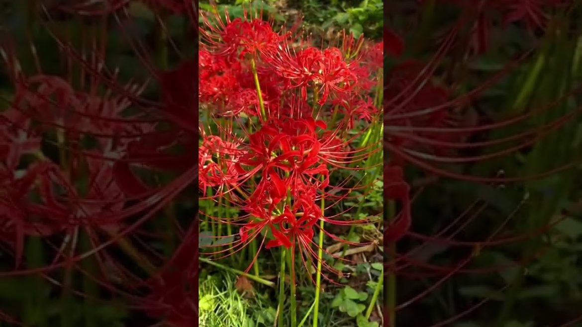 higanbana- the red spider lily🩸🪦#redspiderlily #october #spookyseason #japanese