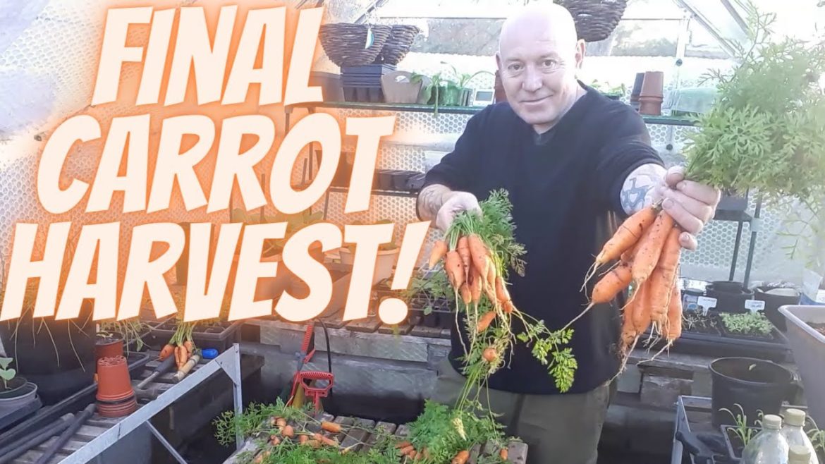 Final Carrot Harvest [Gardening Allotment UK] [Grow Vegetables At Home ]
