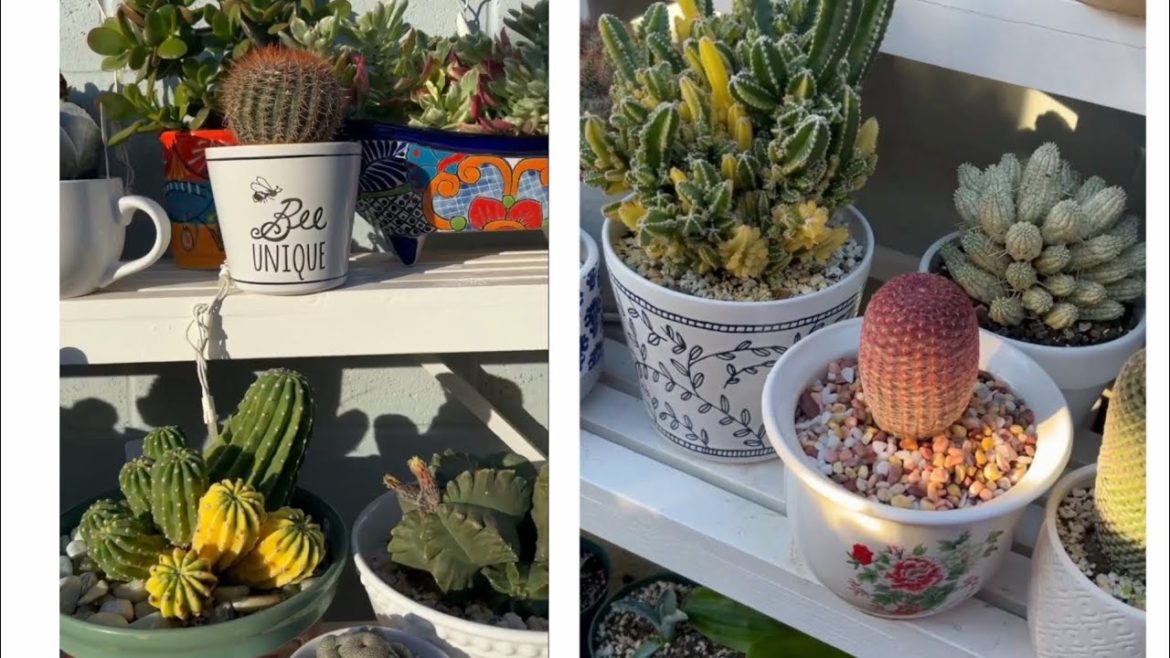 My Backyard Garden, My Stress Reliever , Can't Stop Falling In Love on Them .