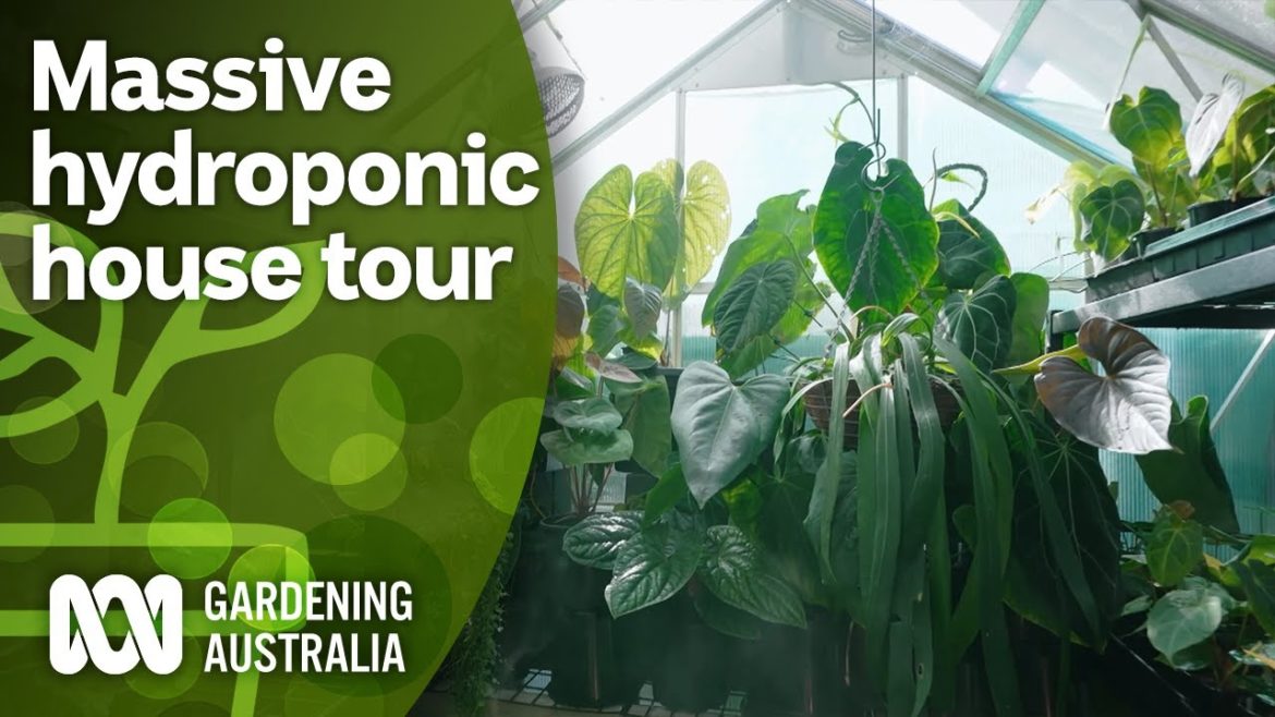 Touring a massive hydroponic aroid collection | Indoor Plants | Gardening Australia Touring a massive hydroponic aroid collection | Indoor Plants | Gardening Australia