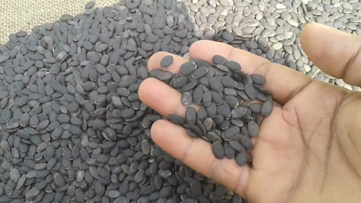 How To Grow Sponge Gourd Seeds At Home|sponge gourd harvest time| gilki ke beej kaise ugaye in hindi How To Grow Sponge Gourd Seeds At Home|sponge gourd harvest time| gilki ke beej kaise ugaye in hindi