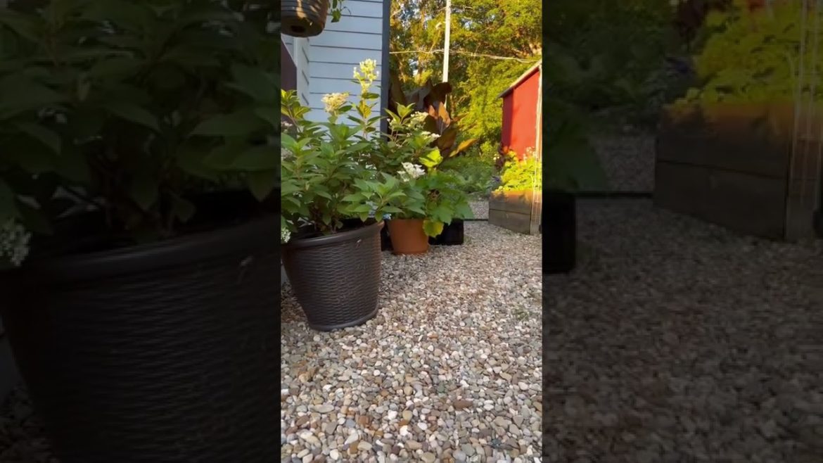 Ornamental Plants and Edible plants in the Garden | Raised Bed Gardening | Hydrangeas