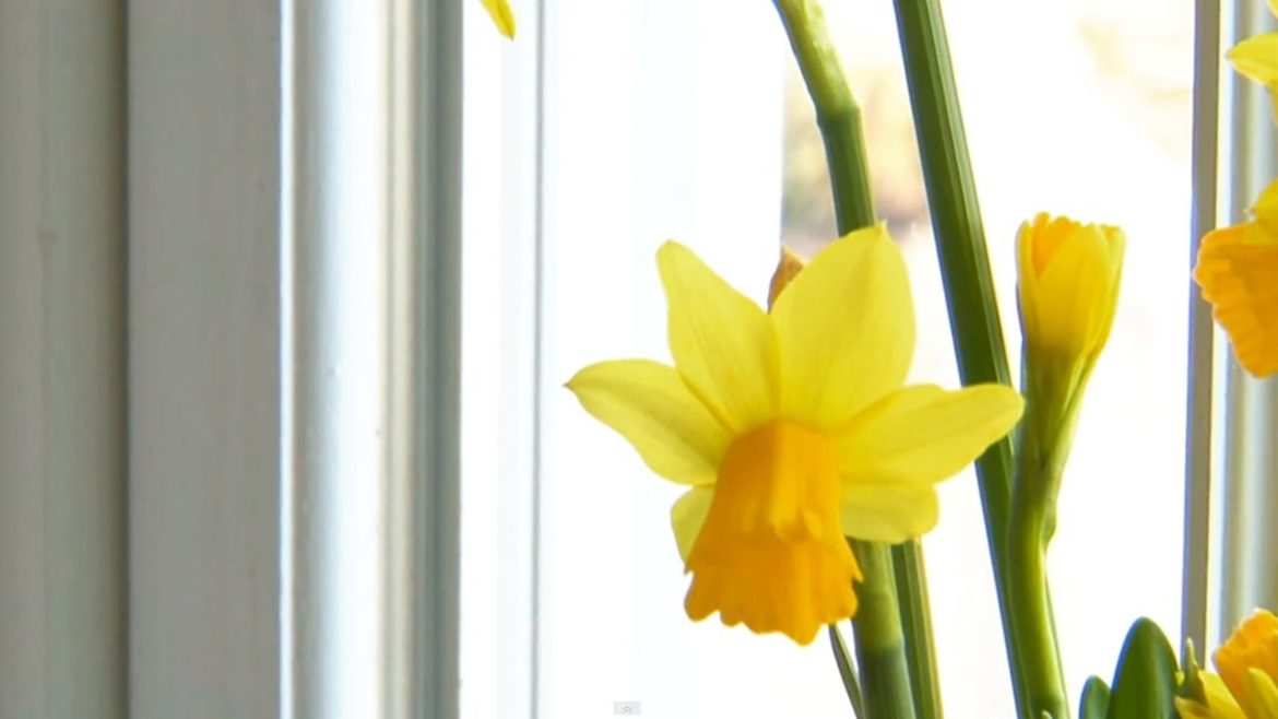 Mini Daffodil Container Garden | P. Allen Smith Classics