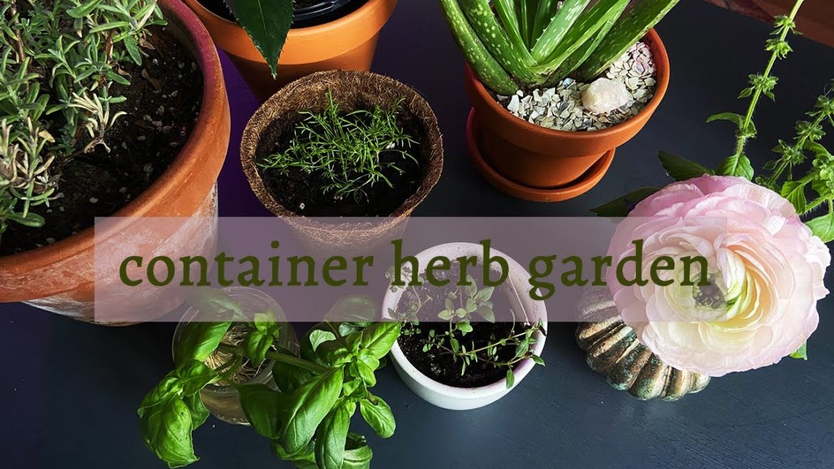 Planting herbs in a small container garden Planting herbs in a small container garden