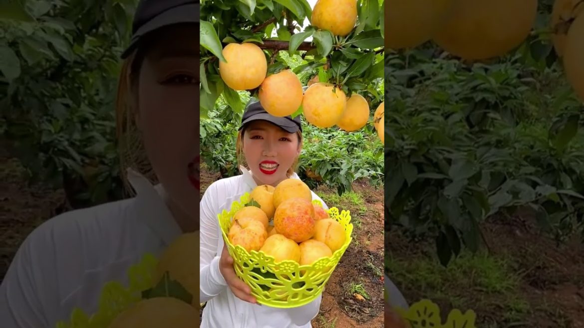 Yellow Peaches #harvest #tips