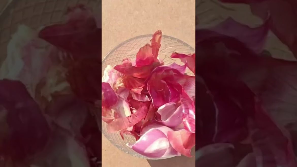 प्याज़ के छिलकों और पौधों का संबध