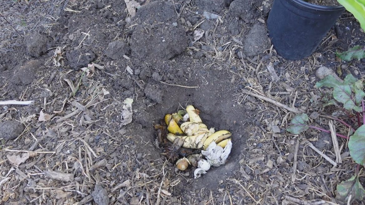 This Super Simple Composting Method Turns Poor Garden Soil Into Enriched Nutrient Dense Living Soil!