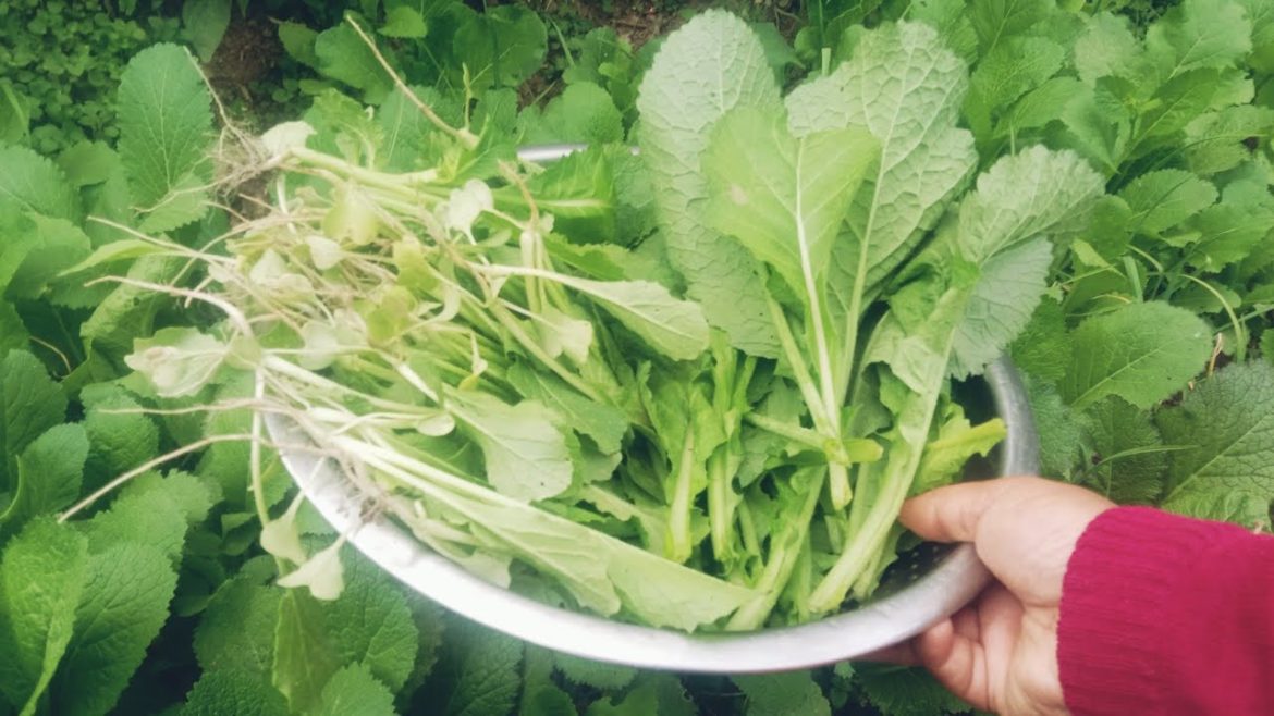 harvesting of sarso sag in my garden||orgenic vegetables||sarso ka sag@Aaradhya garden tips