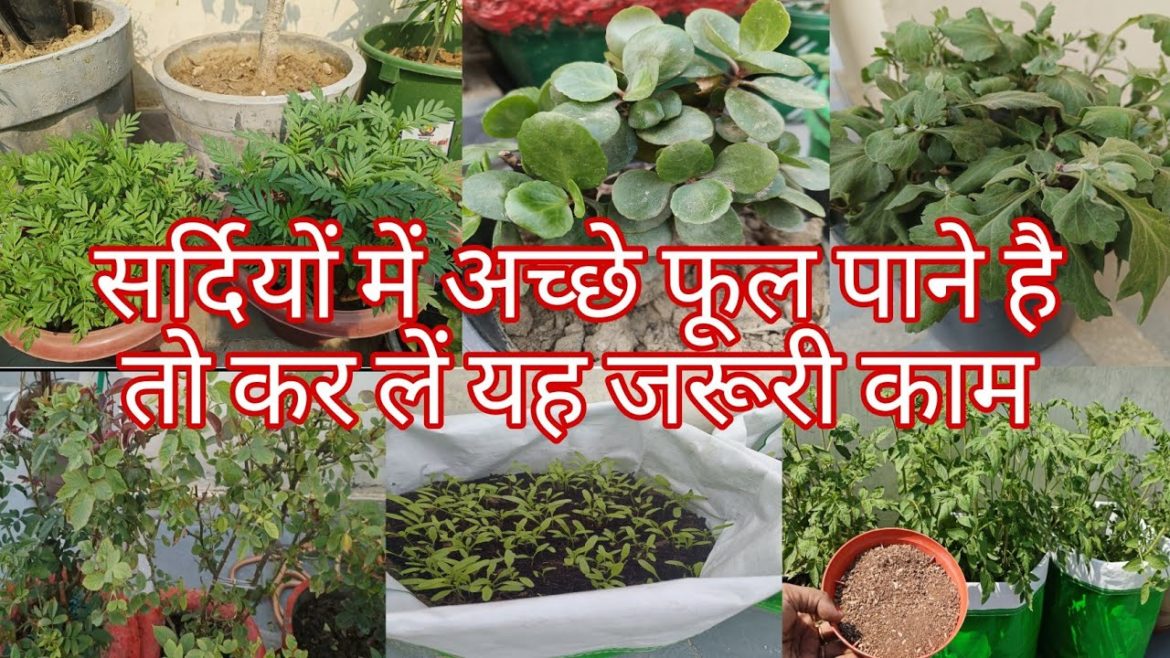 सर्दियों में अच्छे फूल पाने है तो कर लें यह जरूरी काम /Winter गार्डन की शुरुआत करें इन tips के साथ💯